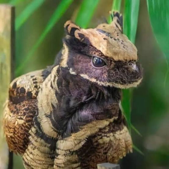 The Mysterious Great-Eared Nightjar Caught In Action