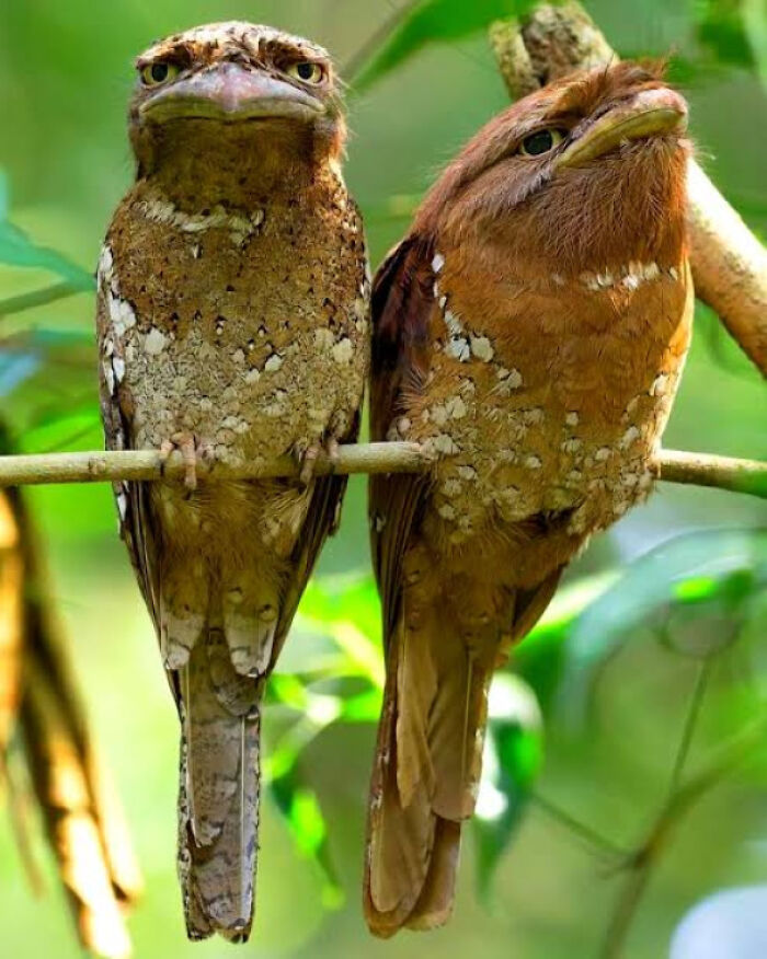 A Pair Of Sri Lankan Frogmouths Looking Like They’re In A Secret Club