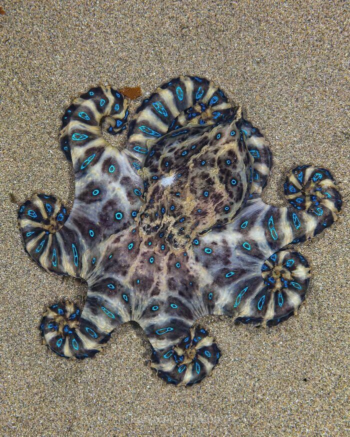 Southern Blue-Ringed Octopus: Nature’s Tiny Tattoo Master