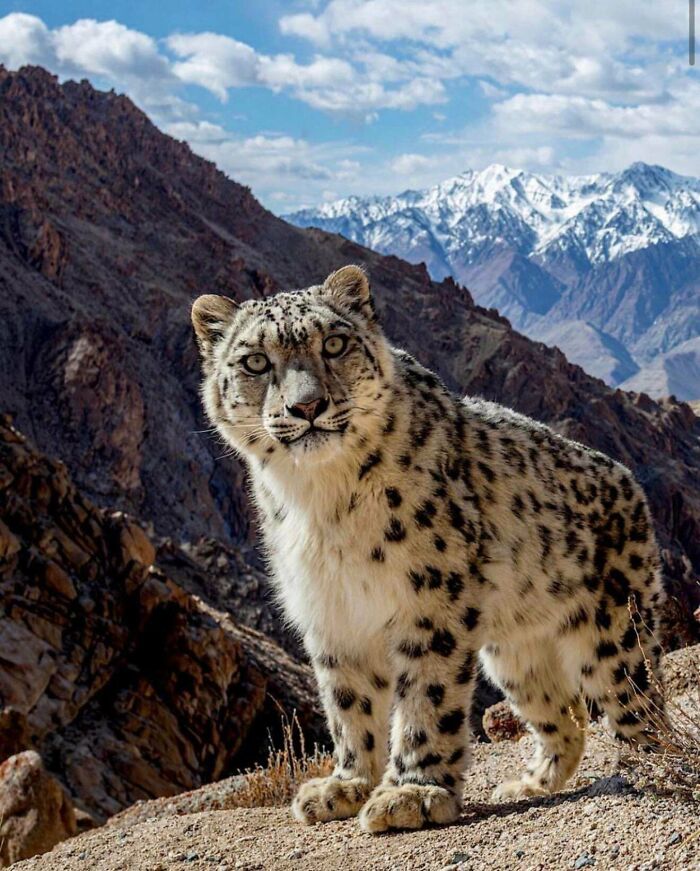 Young Snow Leopard Giving Side Eye To Camera Trap Noise—Classic!