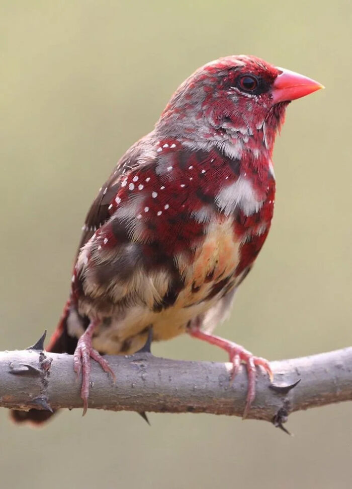The Strawberry Finch: Juicy Colors Straight From The Tropics