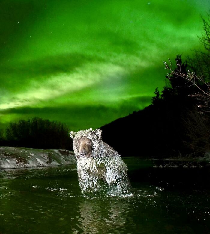 Ice-Covered Grizzly Fishing Under The Northern Lights—Epic Nature Combo