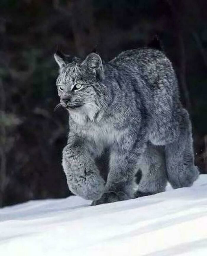 These Canadian Lynx Mittens Are Basically Tiny, Furry Snowshoes