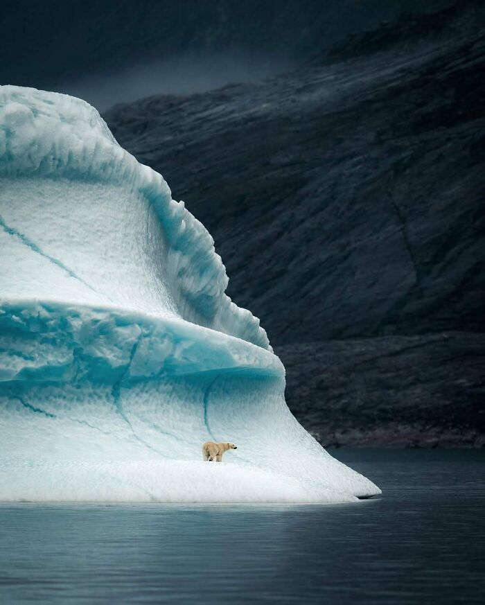 Polar Bear Chillin’ On A Massive Greenland Iceberg, Looking Majestic