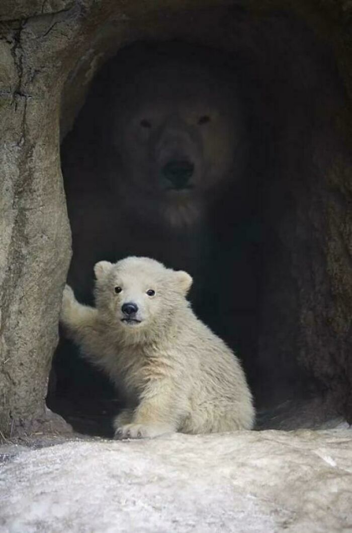 Polar Bear Cub And Mom Snuggled Up In A Cozy Cave