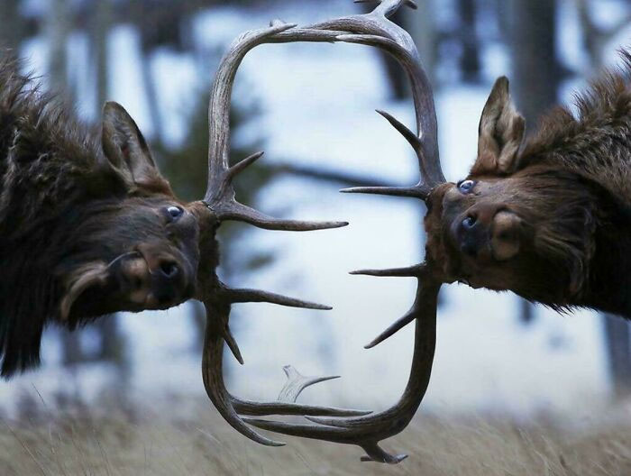 Two Elk In Mid-Battle Action Shot—Drama Alert!