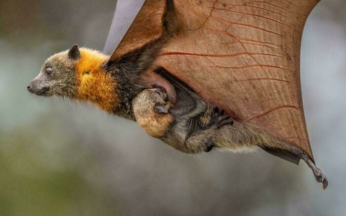 Flying Fox Mom With Baby On Board, Australia’s Wetland MVPs