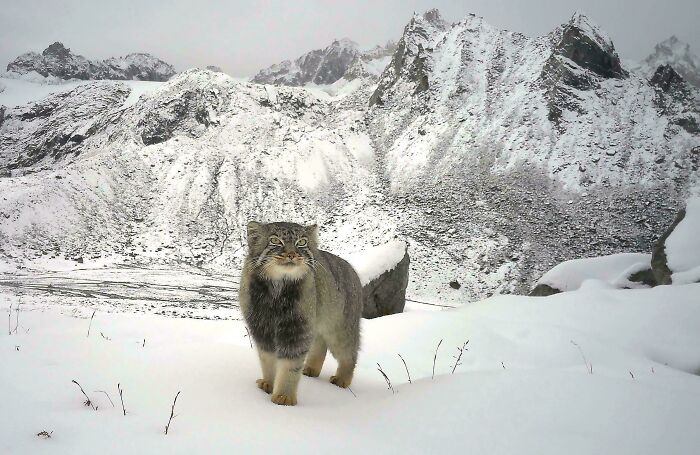Pallas’s Cat Finally Photographed In India—Big Deal For Nature Fans
