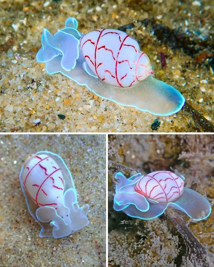 Say Hello To The Swift Red-Lined Bubble Snail