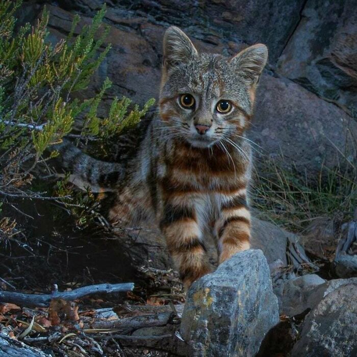 Rare Colocolo Cat Spotted Roaming Around Chile