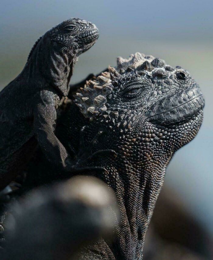 Marine Iguanas - The Iguana Squad That Likes To Swim