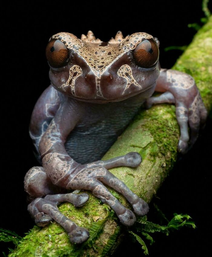 The Awesome Crowned Tree Frog Dressed To Impress