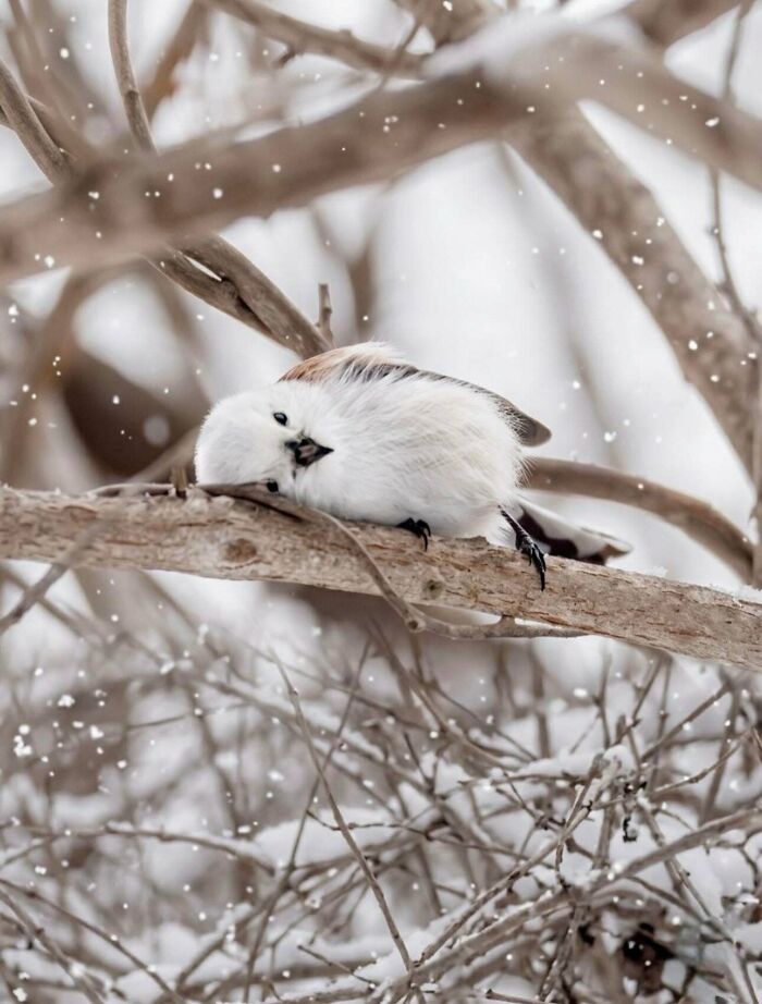 Is The Long-Tailed Tit The Cutest Bird Ever? You Decide!