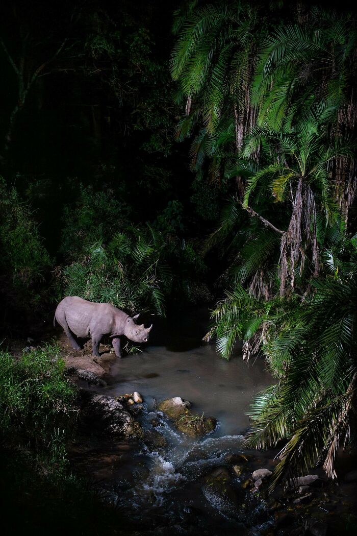 Six Months Watching A Hidden River Crossing In Kenya’s Maasai Mara—Nature In HD