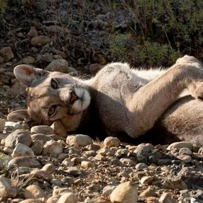 Puma Taking A Chill Break In Patagonia