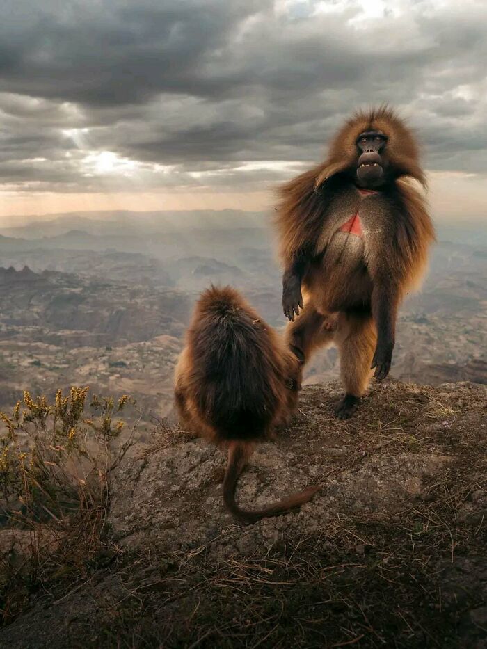 Gelada Monkeys: The Ethiopian Highlands’ Coolest Herd