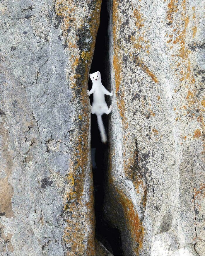 An Ermine Scaling Rocks Like A Little Mountain Goat