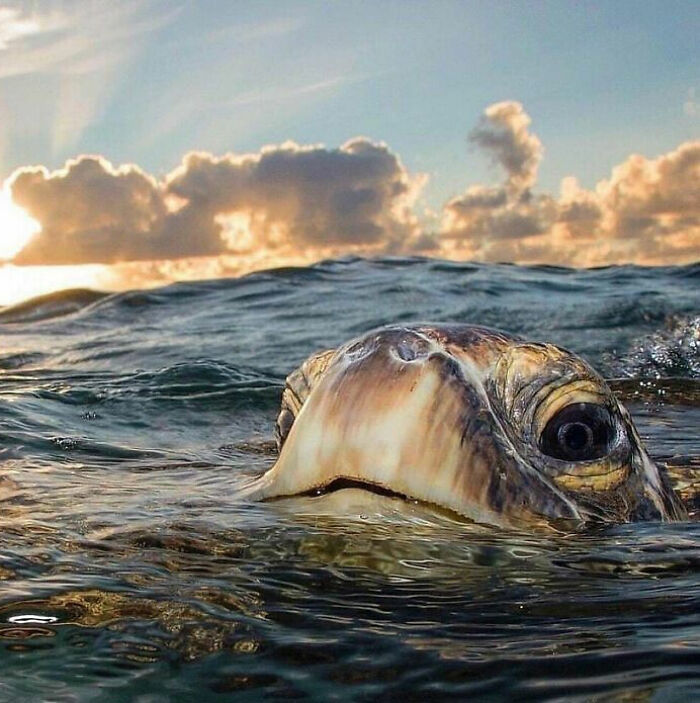 Just Coming Up For Air—Nature’s Underwater Drama