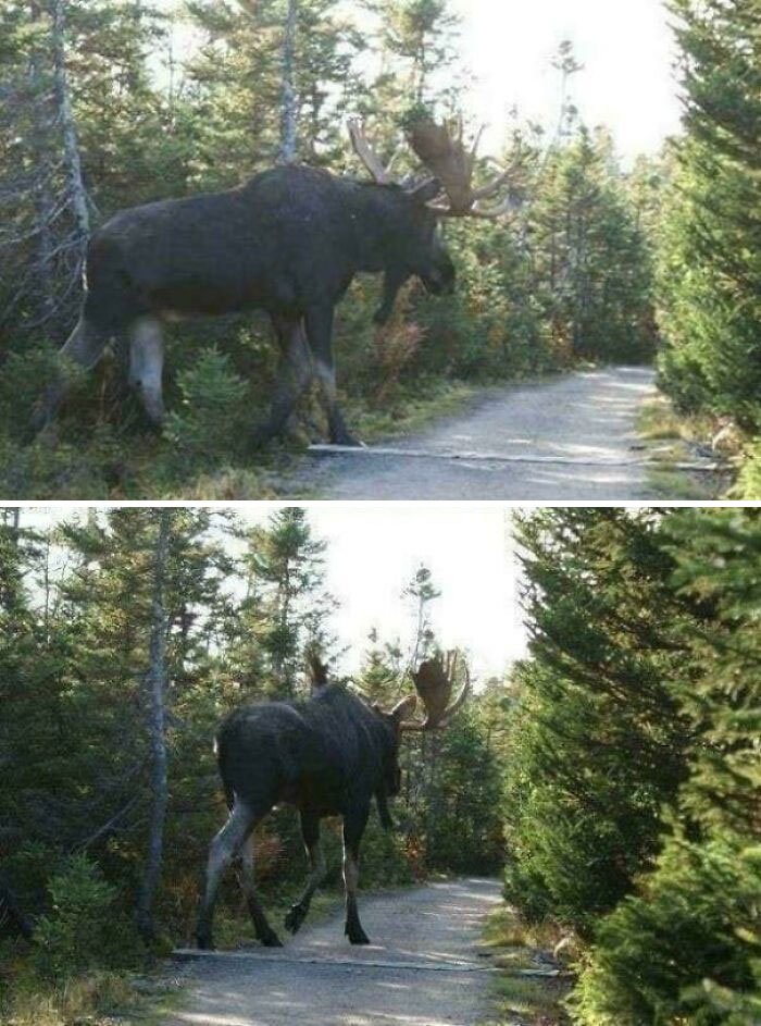 This Alaskan Bull Moose Is An Absolute Unit!