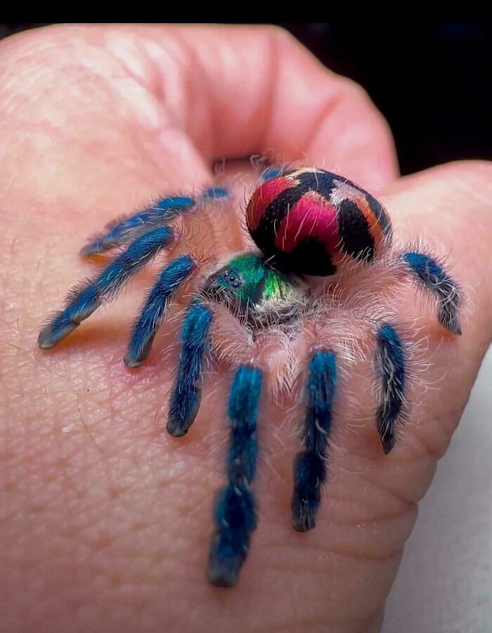 The Brazilian Jewel Tarantula—Shiny And Dangerous