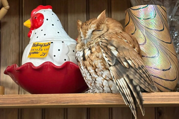 Sleepy Owl Found Napping On A New York Antique Shop Shelf