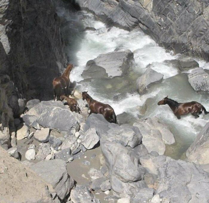 Wild Horses Crossing A River In Iran—Wild And Free