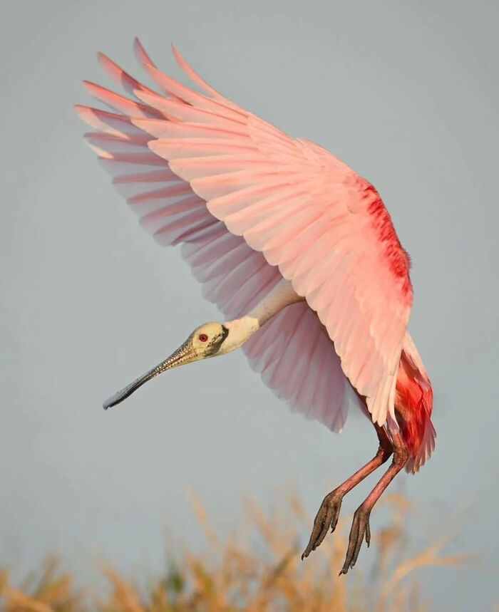 A Roseate Spoonbill In Full Flight—Pink Feather Power