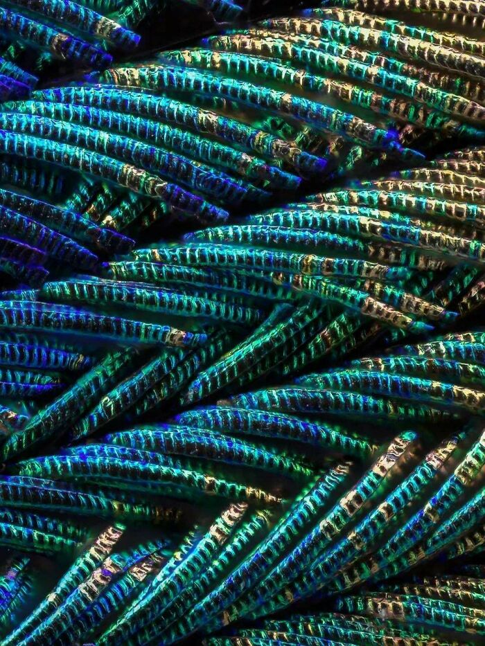 Peacock Feathers Up Close: Mother Nature’s Sparkle Game Is Strong