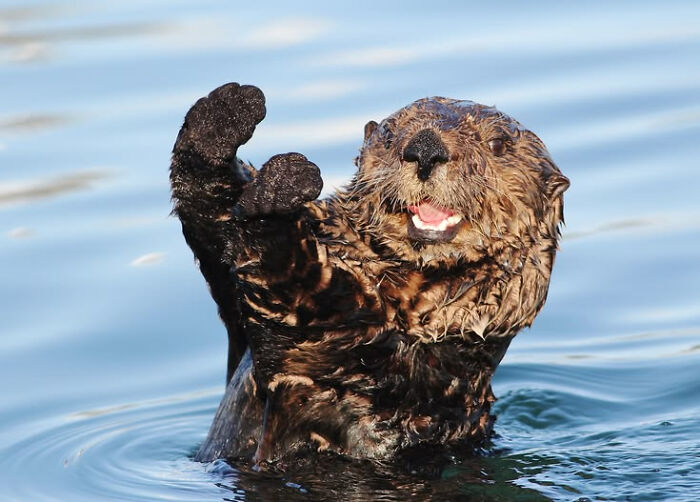 Otter Showing Off Its Paws Like A Champ