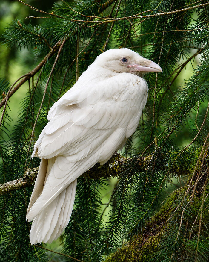 Rare White Raven Spotted On Vancouver Island, Canada—Ghost Bird Goals