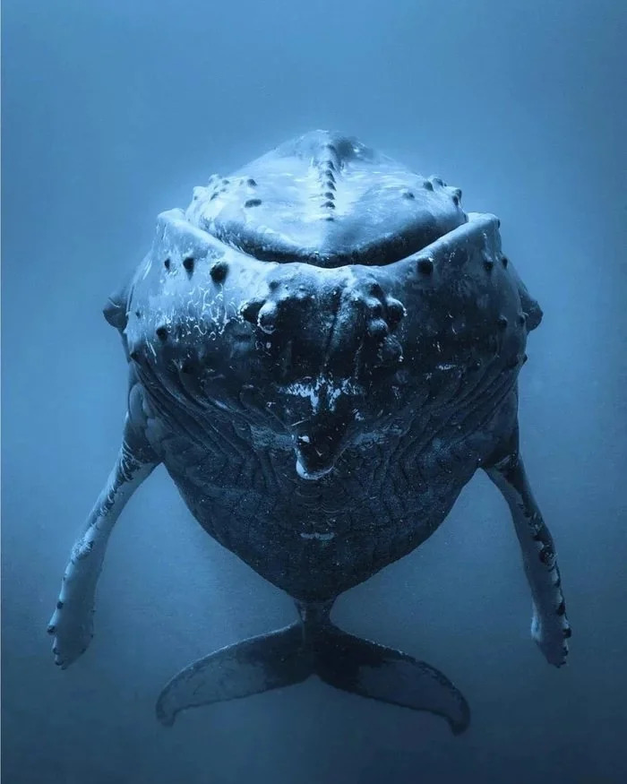 Close-Up Chill Session With A Humpback Whale, Thanks Greg Sherman!