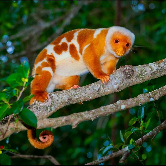 Common Spotted Cuscus From New Guinea Keeping It Lowkey