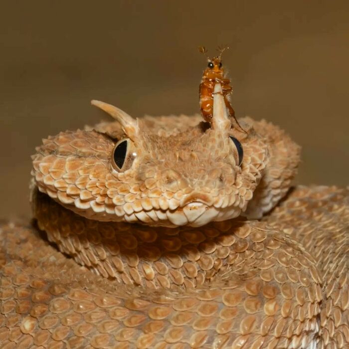 Tiny Insect Hitching A Ride On A Horned Viper—Nature’s Mini Road Trip
