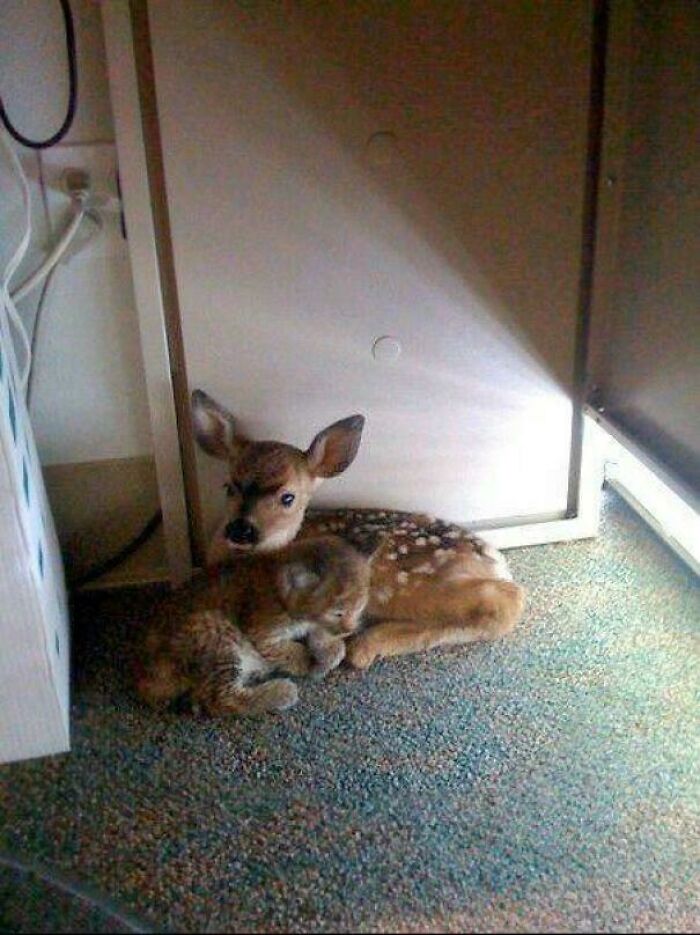 Fawn And Bobcat BFFs Cuddling After Forest Fire Rescue