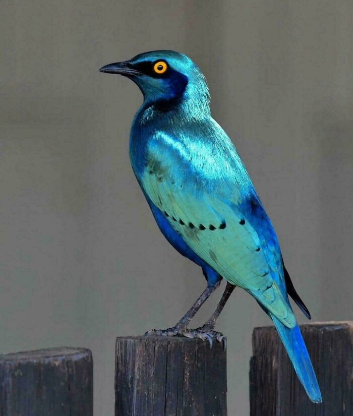 Greater Blue-Eared Starling Showing Off Its Style
