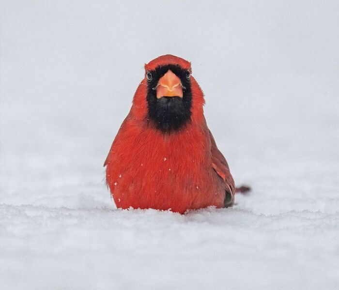 Male Northern Cardinal - Red Hot And Ready To Wow