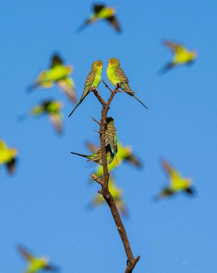 A Chatter Of Budgies Hanging Out And Saying Things Budgies Say
