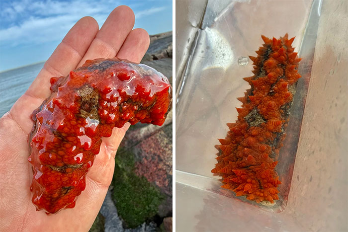 Check Out This Mysterious Sea Cucumber Species Spotted In South Texas!