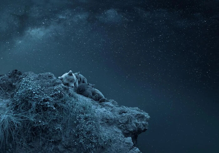 Bear And Cubs Just Chillin’ Under The Stars—Family Time!