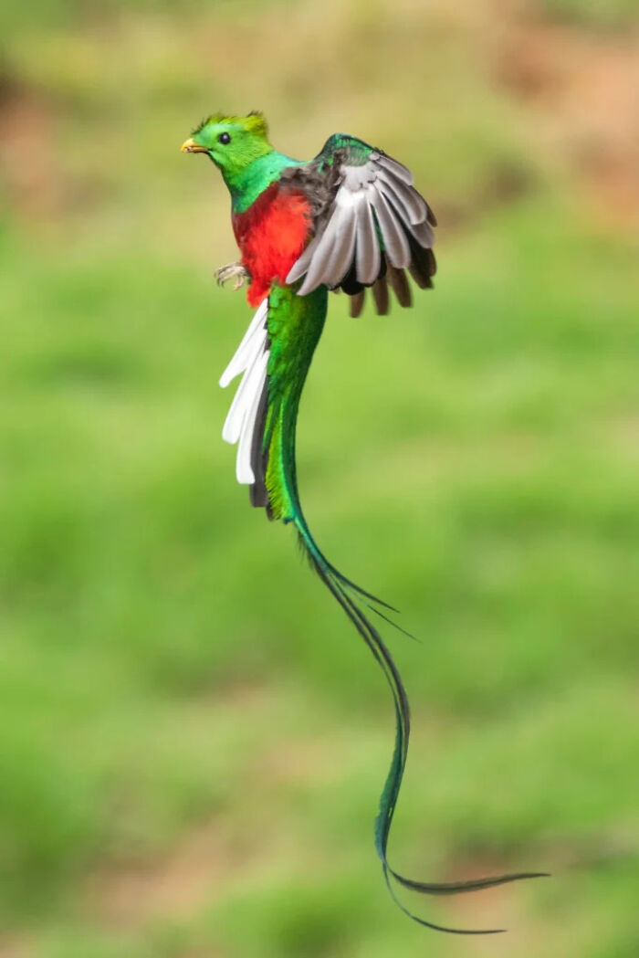 A Beautiful Resplendent Quetzal—Birds Do It Better