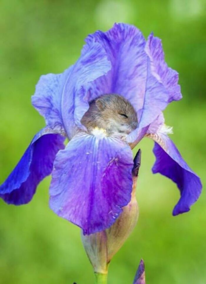 When Field Mice Get Tuckered Out, Flowers Become The Best Beds Ever