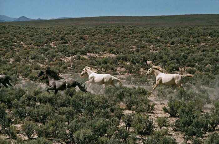 USA, Nevada, 1977 — Wild Horses Running Like The Wind