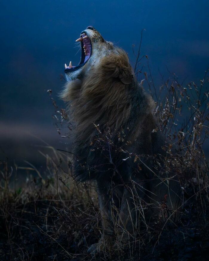 Lion Shakes Off Rain Like A Boss In Maasai Mara