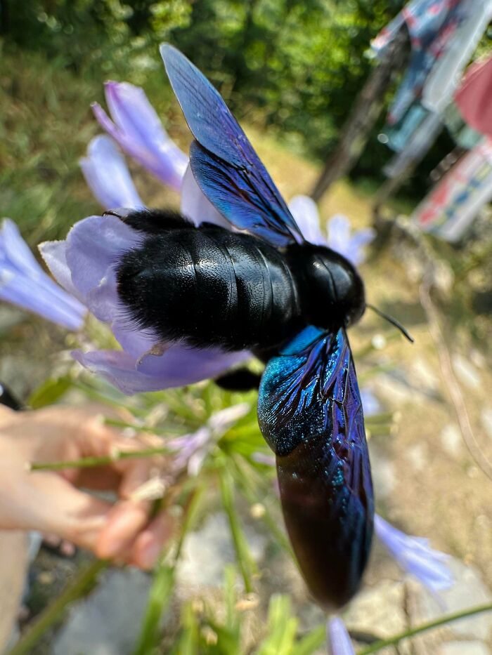 Tried To Catch Violet Carpenter Bee Colors — Without Sunlight, Looks Like A Ninja