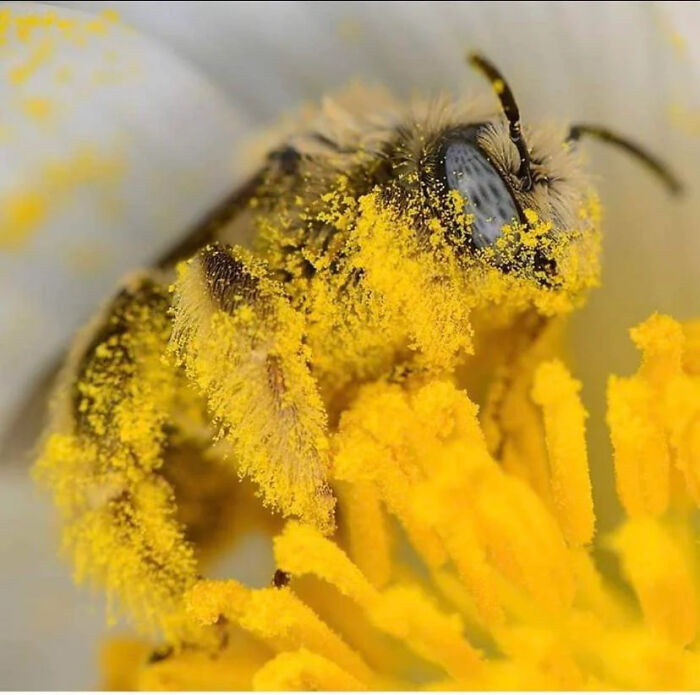 Bee Covered In Pollen Looks Like It Rolled In Gold Glitter