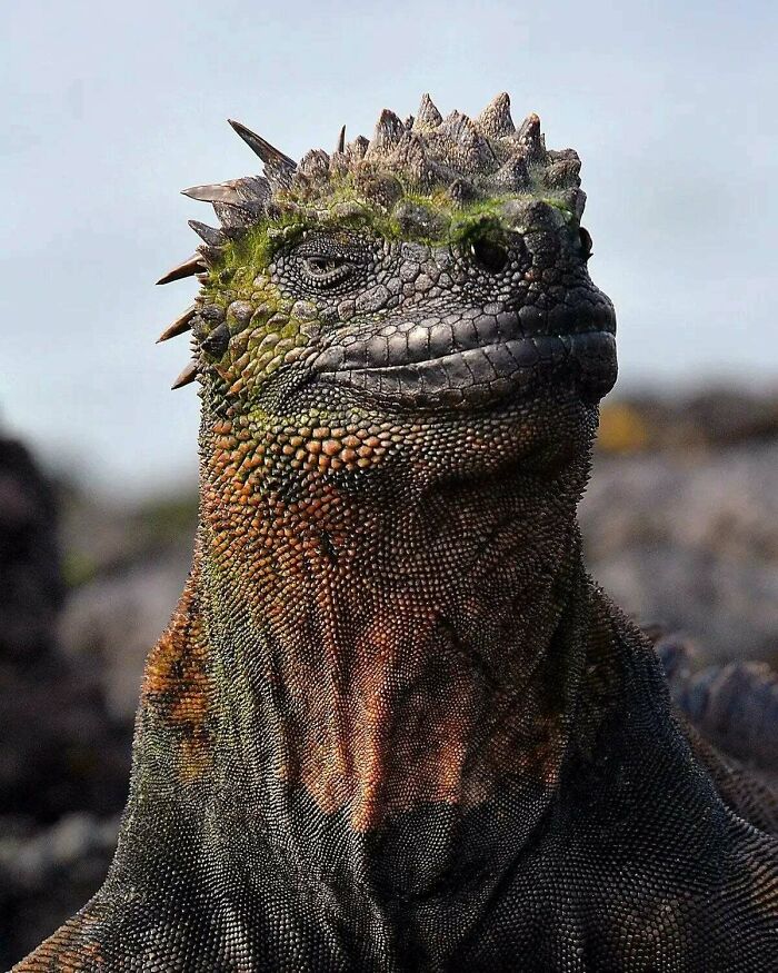 Marine Iguana Just Doing Its Best Lizard Impression