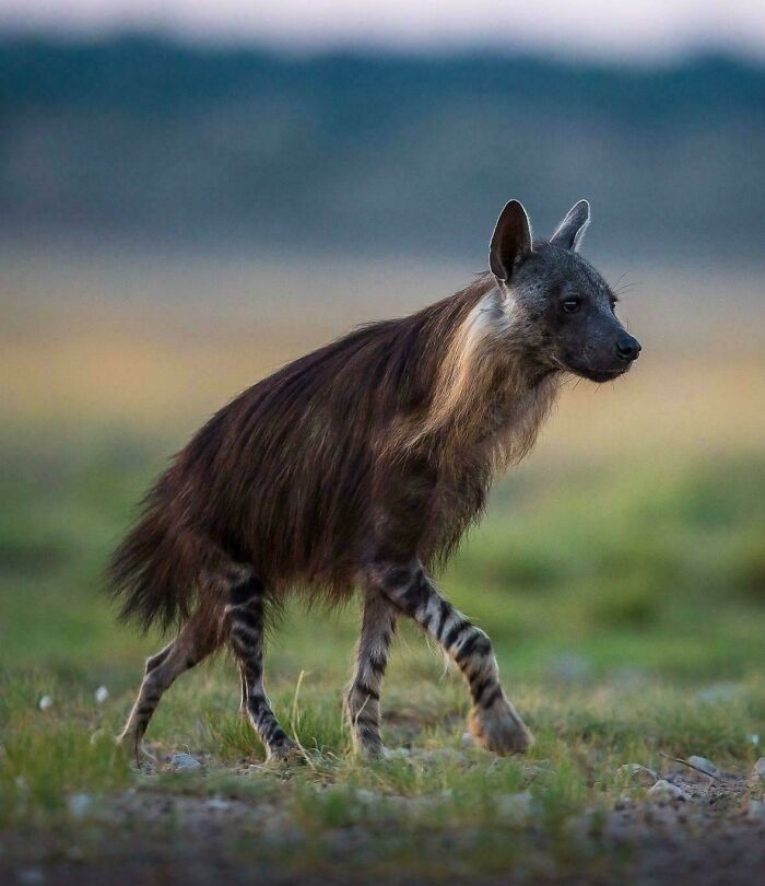 Meet The Brown Hyena—World’s Rarest Hyena Species