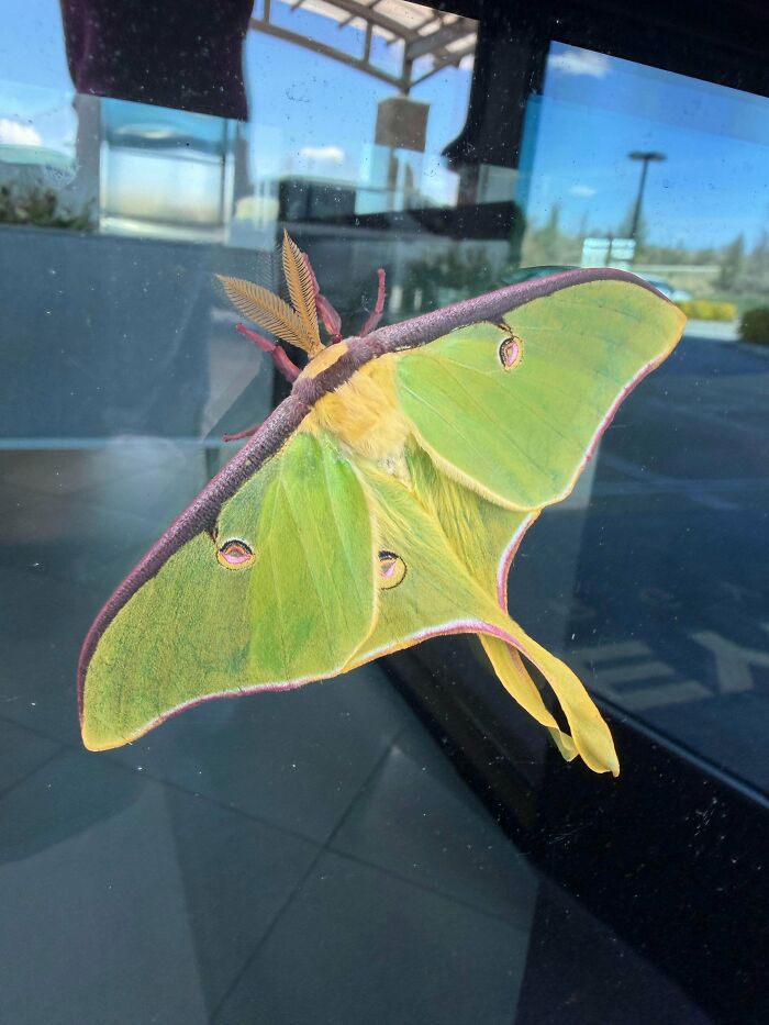 Lunar Moth Shows Up At The Office For Surprise Visit