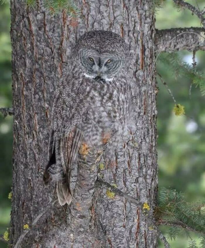 Owl Blending In Like A Pro—Master Of Camouflage