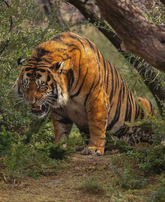 The Royal Bengal Tiger Showing Off Muscles Like A Beast